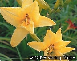 Taglilie kaufen, clicken für mehr Details Taglilie