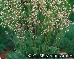 Weißes Purpurglöckchen kaufen, clicken für mehr Details Weißes Purpurglöckchen