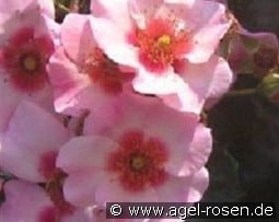 Alissar, Princess of Phoenicia kaufen, click for more details Alissar, Princess of Phoenicia