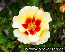 Cream Babylon Eyes kaufen, click for more details Cream Babylon Eyes