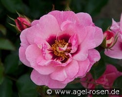 Esther Queen of Persia kaufen, click for more details Esther Queen of Persia