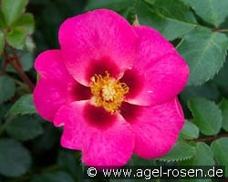 Eye to Eye kaufen, click for more details Eye to Eye