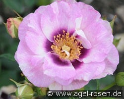 Eyes for You syn. Blue Eyes ® kaufen, clicken für mehr Details Eyes for You syn. Blue Eyes ®