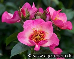 Eyes on Me kaufen, click for more details Eyes on Me