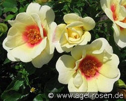 Glorious Babylon Eyes kaufen, click for more details Glorious Babylon Eyes