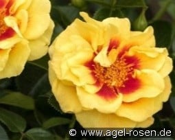 Orienta Aylin kaufen, click for more details Orienta Aylin