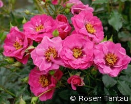 Orienta Djamila kaufen, click for more details Orienta Djamila