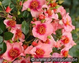 Orienta Shila kaufen, click for more details Orienta Shila