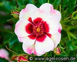 Pastel Babylon Eyes kaufen, clicken für mehr Details Pastel Babylon Eyes