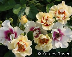 See You in Purple kaufen, click for more details See You in Purple