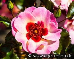 Sweet Babylon Eyes kaufen, click for more details Sweet Babylon Eyes