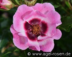 Trendy Babylon Eyes kaufen, click for more details Trendy Babylon Eyes