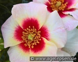 Aria Babylon Eyes kaufen, clicken für mehr Details Aria Babylon Eyes