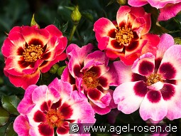 Blushing Babylon Eyes kaufen, clicken für mehr Details Blushing Babylon Eyes