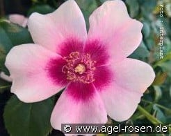 Bravo Babylon Eyes kaufen, clicken für mehr Details Bravo Babylon Eyes