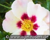 Coral Babylon Eyes kaufen, clicken für mehr Details Coral Babylon Eyes