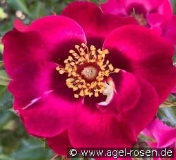 Devil Babylon Eyes kaufen, clicken für mehr Details Devil Babylon Eyes