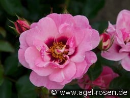 Esther Queen of Persia kaufen, clicken für mehr Details Esther Queen of Persia