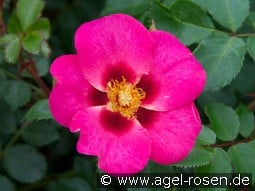 Eye to Eye kaufen, clicken für mehr Details Eye to Eye