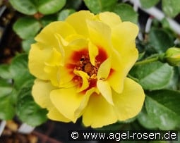 Eyeconic Pomegranate Lemonade kaufen, clicken für mehr Details Eyeconic Pomegranate Lemonade