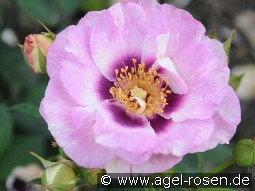 Eyes for You syn. Blue Eyes ® kaufen, clicken für mehr Details Eyes for You syn. Blue Eyes ®