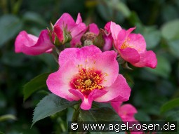 Eyes on Me kaufen, clicken für mehr Details Eyes on Me