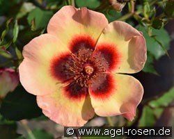 Fancy Babylon Eyes kaufen, clicken für mehr Details Fancy Babylon Eyes