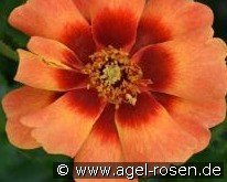 Flame Babylon Eyes kaufen, clicken für mehr Details Flame Babylon Eyes