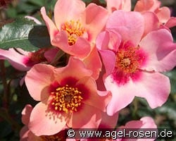 For Your Eyes Only kaufen, clicken für mehr Details For Your Eyes Only