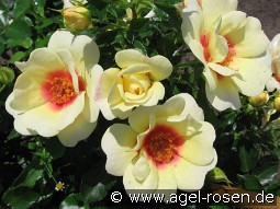 Glorious Babylon Eyes kaufen, clicken für mehr Details Glorious Babylon Eyes