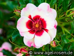 Pastel Babylon Eyes kaufen, clicken für mehr Details Pastel Babylon Eyes