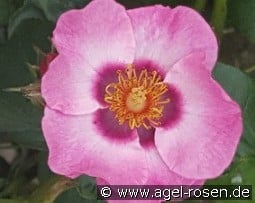 Persian Dawn kaufen, clicken für mehr Details Persian Dawn