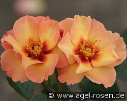 Persian Sun kaufen, clicken für mehr Details Persian Sun