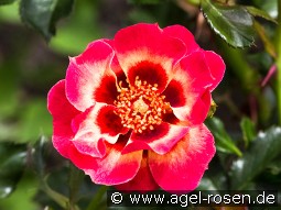 Queen Babylon Eyes kaufen, clicken für mehr Details Queen Babylon Eyes