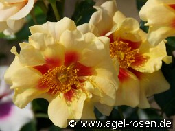 Queen of Sheba syn. Eye of the Tiger kaufen, clicken für mehr Details Queen of Sheba syn. Eye of the Tiger