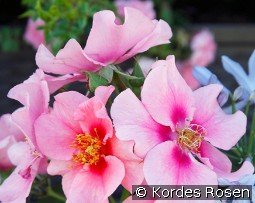 See You in Pink kaufen, clicken für mehr Details See You in Pink