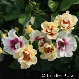 See You in Purple kaufen, clicken für mehr Details See You in Purple