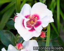 See You in Red kaufen, clicken für mehr Details See You in Red