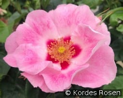 See You in Rosé kaufen, clicken für mehr Details See You in Rosé