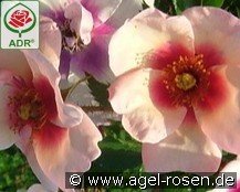 Smiling Eyes kaufen, clicken für mehr Details Smiling Eyes