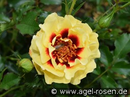 Sunset Babylon Eyes kaufen, clicken für mehr Details Sunset Babylon Eyes