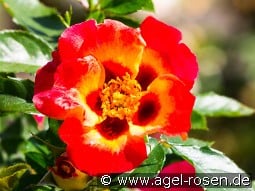 Sunshine Babylon Eyes kaufen, clicken für mehr Details Sunshine Babylon Eyes