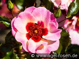 Sweet Babylon Eyes kaufen, clicken für mehr Details Sweet Babylon Eyes