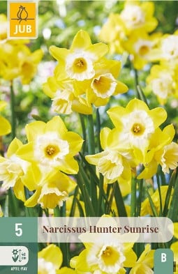 Hunter Sunrise kaufen, click for more details Hunter Sunrise