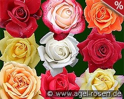 10 Edelrosen gemischt kaufen, click for more details 10 Edelrosen gemischt