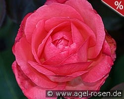 Aachener Dom kaufen, click for more details Aachener Dom