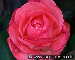 Aachener Dom kaufen, click for more details Aachener Dom