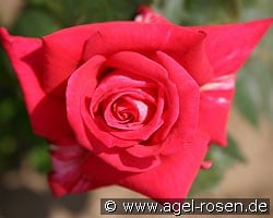 Agkon kaufen, click for more details Agkon