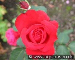 Alecs Red kaufen, click for more details Alecs Red