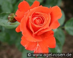 Alexander kaufen, click for more details Alexander